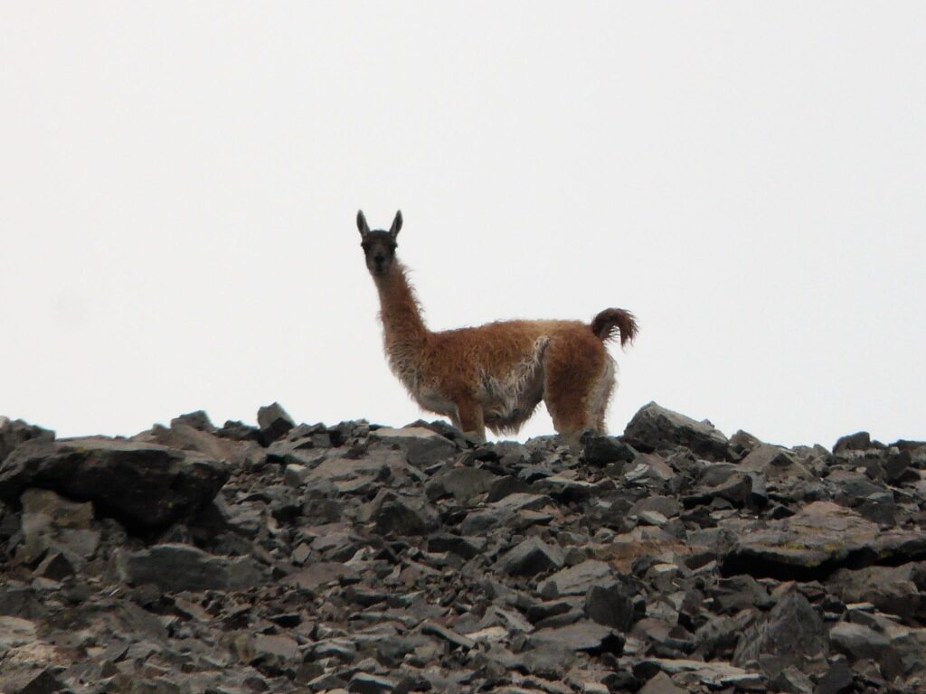 Fauna de la montaña de Mendoza. Excursión de Villavicencio.