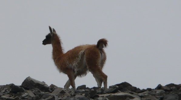 Fauna de la montaña de Mendoza. Excursión de Villavicencio.