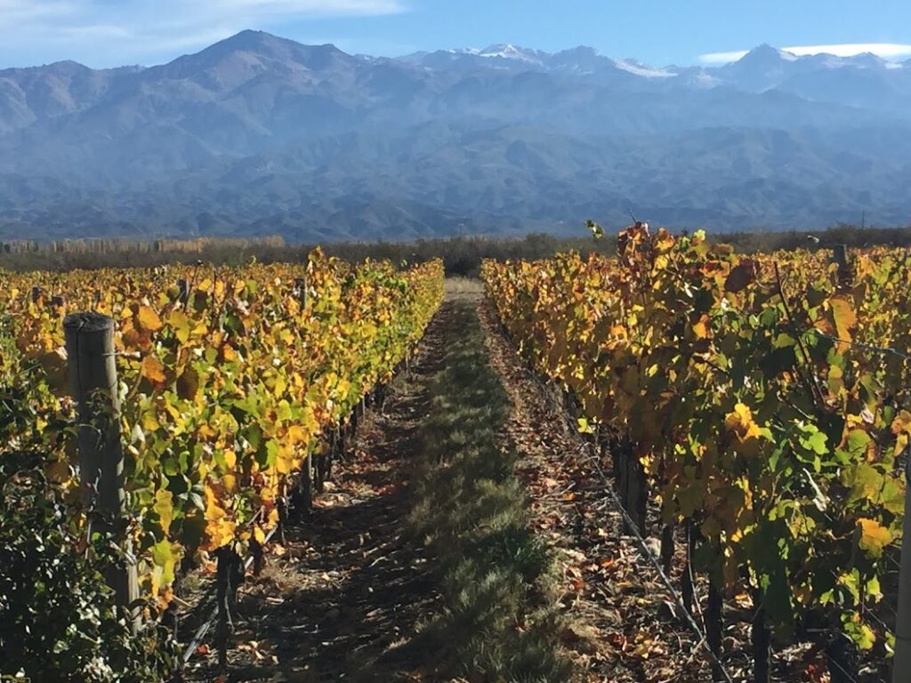 viñedos con montaña de fondo tour de vinos en el valle de uco