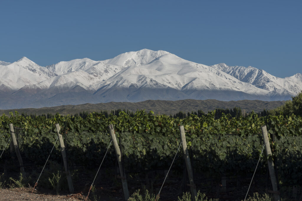 viñas con montaña nevada en luján de cuyo. Tour de vinos en Mendoza.