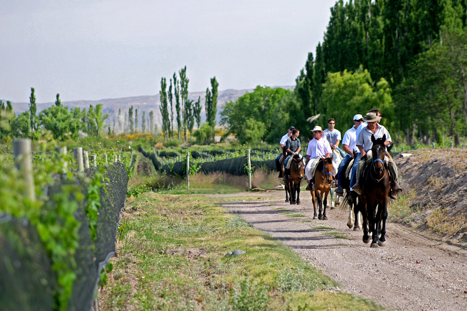 Cabalgata guiada por viñedos en Mendoza con la cordillera de fondo - Vive Los Andes