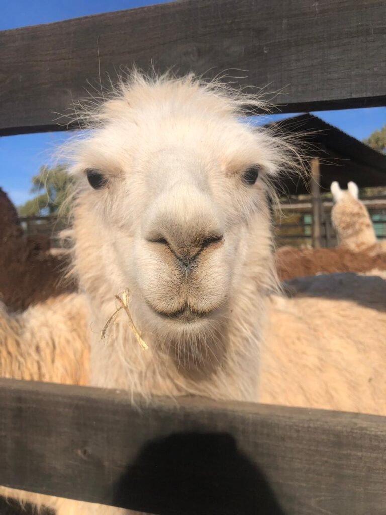 llama en granja turistica en Mendoza.