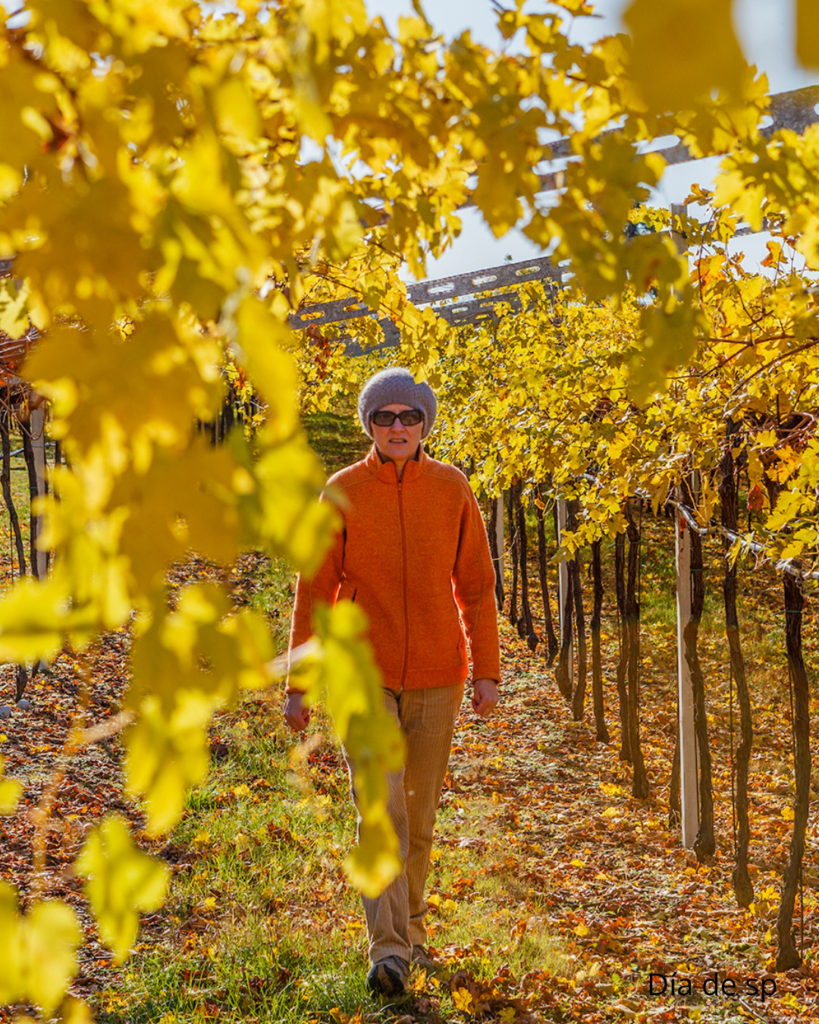 viñedos en otoño en la ciudad de mendoza